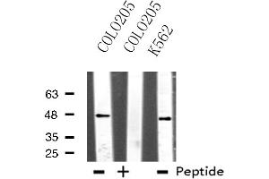 Western blot analysis of extracts from COLO205/K562 cells, using TEAD1 antibody. (TEAD1 anticorps  (Internal Region))