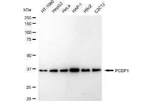 Western blotting analysis using PCBP1 antibody (ABIN7800958).