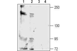 Western blot analysis of rat (lanes 1 and 3) and mouse (lanes 2 and 4) brain membranes: - 1,2. (KCNT2 anticorps  (C-Term, Intracellular))