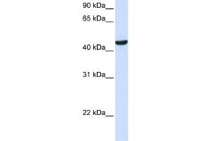 WB Suggested Anti-ZNF134 Antibody Titration: 0. (ZNF134 anticorps  (Middle Region))