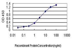 Detection limit for recombinant GST tagged PUM2 is approximately 0. (PUM2 anticorps  (AA 701-798))