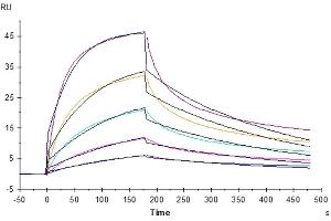 Human Fas, His Tag immobilized on CM5 Chip can bind Human Fas Ligand, His Tag with an affinity constant of 19.
