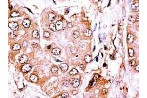 Immunohistochemistry (IHC) image for anti-Cytoplasmic Linker Associated Protein 2 (CLASP2) antibody (ABIN5023038) (CLASP2 anticorps)