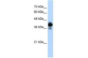 HNRPC antibody used at 0. (HNRNPC anticorps)