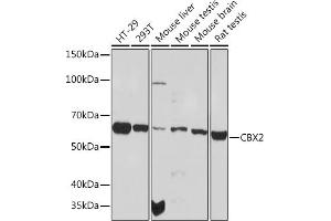 Western blot analysis of extracts of various cell lines, using CBX2 Rabbit mAb (ABIN1679821, ABIN3017652, ABIN3017653 and ABIN7101515) at 1:1000 dilution. (CBX2 anticorps)