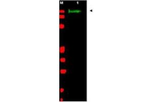 Image no. 1 for anti-Slit Homolog 2 (Drosophila) (SLIT2) (AA 484-500) antibody (ABIN199959) (SLIT2 anticorps  (AA 484-500))