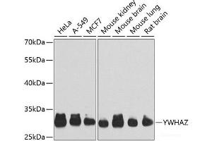 Western blot analysis of extracts of various cell lines using YWHAZ Polyclonal Antibody at dilution of 1:1000. (14-3-3 zeta anticorps)