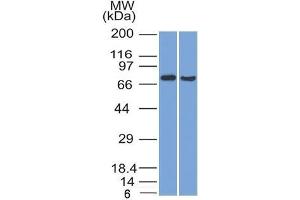 Western Blot (1) HeLa and (2) HepG2 cell lysate using TCF4 Mouse Monoclonal Antibody (TCF4/1705). (TCF4 anticorps  (AA 365-671))