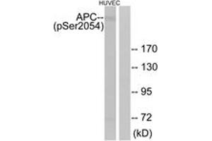 Western blot analysis of extracts from HuvEc cells treated with PMA 125ng/ml 30', using APC (Phospho-Ser2054) Antibody. (APC anticorps  (pSer2054))