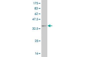 Western Blot detection against Immunogen (35.