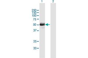 Western Blot analysis of LHX4 expression in transfected 293T cell line by LHX4 MaxPab polyclonal antibody. (LHX4 anticorps  (AA 1-390))