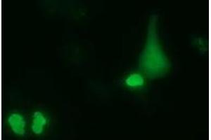 Anti-PUS7 mouse monoclonal antibody (ABIN2453555) immunofluorescent staining of COS7 cells transiently transfected by pCMV6-ENTRY PUS7 (RC203902). (PUS7 anticorps)