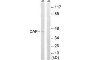 Western blot analysis of extracts from Jurkat cells, using CD55 Antibody. (CD55 anticorps  (AA 101-150))