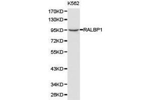 Western Blotting (WB) image for anti-RalA Binding Protein 1 (RALBP1) antibody (ABIN1874541) (RALBP1 anticorps)