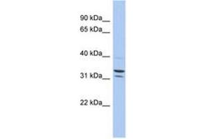 Image no. 1 for anti-Family with Sequence Similarity 92, Member B (FAM92B) (AA 71-120) antibody (ABIN6743910) (FAM92B anticorps  (AA 71-120))