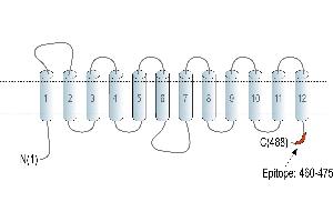 Representative domain view of the target of ABIN7885446.
