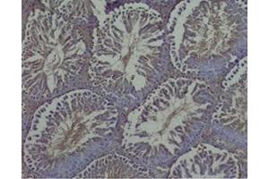 Rat testis tissue was stained by Rabbit Anti-INSL-7 / Relaxin-3, B Chain (Human) at 1:50 (Relaxin 3 anticorps  (Chain B))