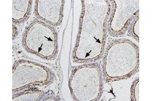 Expression of AQP9 in rat epididymis - Immunohistochemical staining of rat testis paraffin embedded section using Anti-Aquaporin 9 Antibody (ABIN7042945 and ABIN7045206), (1:100). (AQP9 anticorps  (Intracellular))