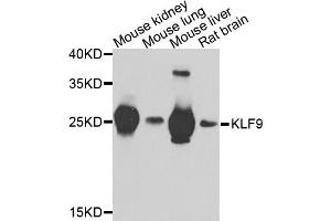 Western blot analysis of extracts of various cell lines, using KLF9 antibody (ABIN5974329) at 1/1000 dilution. (KLF9 anticorps)