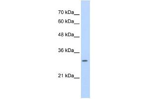 SLBP antibody used at 0. (SLBP anticorps)