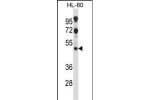 HTR2C Antibody (Center) (ABIN657817 and ABIN2846784) western blot analysis in HL-60 cell line lysates (35 μg/lane). (HTR2C anticorps  (AA 253-282))