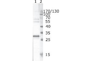anti-HIV-1 Nef (AA 195-205) antibody