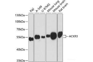 Western blot analysis of extracts of various cell lines using ACKR3 Polyclonal Antibody at dilution of 1:3000. (CXCR7 anticorps)
