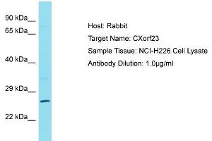 Host: Rabbit Target Name: CXorf23 Sample Type: NCI-H226 Whole cell lysates Antibody Dilution: 1. (CXORF23 anticorps  (C-Term))