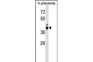 ZP3 Antibody (C-term) (ABIN1537191 and ABIN2848874) western blot analysis in human placenta tissue lysates (35 μg/lane). (Zona Pellucida Glycoprotein 3 anticorps  (C-Term))