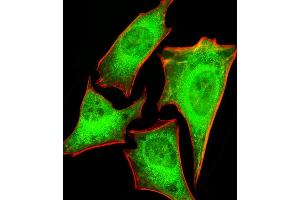 Fluorescent image of Hela cells stained with PRS4 Antibody (C-term) (ABIN1881692 and ABIN2843376).