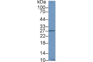 Western Blot; Sample: Mouse Testis lysate; Primary Ab: 1µg/ml Rabbit Anti-Human SDF4 Antibody Second Ab: 0. (SDF4 anticorps  (AA 154-362))