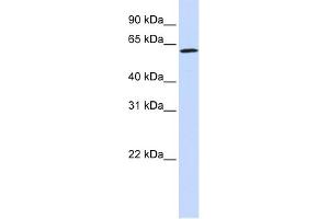 WB Suggested Anti-ENOX1 Antibody Titration:  0. (ENOX1 anticorps  (Middle Region))