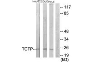 Western blot analysis of extracts from HepG2/COLO205/HeLa cells, using TCTP Antibody. (TPT1 anticorps  (AA 71-120))