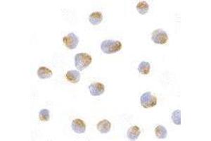 anti-BCL2-Like 10 (Apoptosis Facilitator) (BCL2L10) (N-Term) antibody