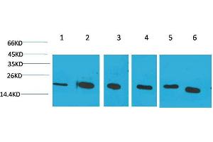Western Blot (WB) analysis of 1) HeLa, 2)Jurkat, 3)293T, 4)Rat Liver Tissue, 5) 3T3, 6) HepG2 with Cyclophilin B Mouse Monoclonal Antibody diluted at 1:2000.
