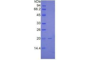 SDS-PAGE analysis of Human Renalase Protein. (RNLS Protéine)