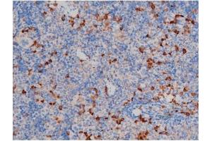 ABIN6267471 at 1/200 staining Mouse spleen tissue sections by IHC-P.