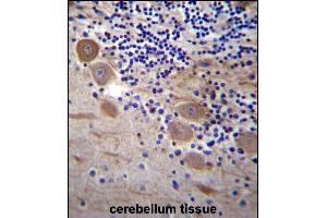 SSR2 Antibody (C-term) (ABIN657094 and ABIN2846252) immunohistochemistry analysis in formalin fixed and paraffin embedded human cerebellum tissue followed by peroxidase conjugation of the secondary antibody and DAB staining. (SSR2 anticorps  (C-Term))