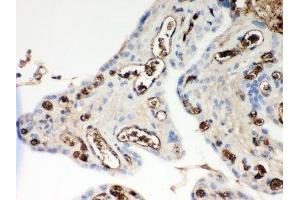 IHC-P: ApoE antibody testing of human placenta tissue (APOE anticorps  (AA 19-317))