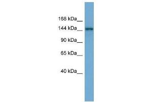 TEX14 antibody used at 0. (TEX14 anticorps  (Middle Region))
