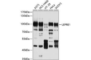 Western blot analysis of extracts of various cell lines, using LEPRE1 antibody (ABIN6130894, ABIN6143144, ABIN6143145 and ABIN6214533) at 1:1000 dilution.