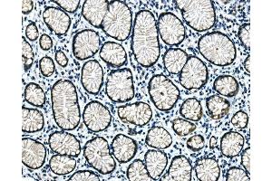 IHC analysis of Hsp40/DNAJB1 using anti-Hsp40/DNAJB1 antibody (ABIN7602895). (DNAJB1 anticorps  (C-Term))