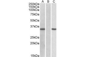 HEK293 lysate (10ug protein in RIPA buffer) overexpressing Human CRISP2 with C-terminal MYC tag probed with ABIN2562009 (0. (CRISP2 anticorps  (AA 77-89))