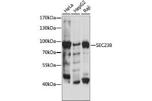 Western blot analysis of extracts of various cell lines, using SEC23B antibody. (Sec23 Homolog B anticorps)
