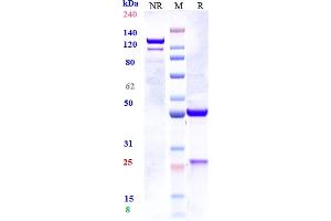 Anti-IL-33 Reference Antibody (tozorakimab) on SDS-PAGE under reducing (R) condition. (Recombinant IL33 (Tozorakimab Biosimilar) anticorps)