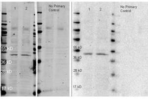 Image no. 1 for Goat anti-Rabbit IgG (Whole Molecule) antibody (HRP) (ABIN300844) (Chèvre anti-Lapin IgG (Whole Molecule) Anticorps (HRP))
