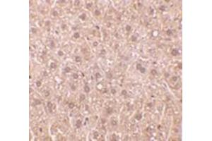 Immunohistochemistry of DEDAF in mouse liver tissue with DEDAF antibody at 10 μg/ml. (RYBP anticorps)