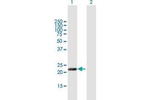 Western Blot analysis of MFAP5 expression in transfected 293T cell line by MFAP5 MaxPab polyclonal antibody. (MFAP5 anticorps  (AA 1-173))