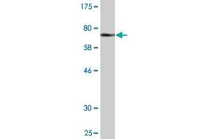 Western Blot detection against Immunogen (71.