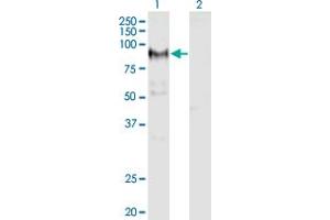 Western Blot analysis of ADAM12 expression in transfected 293T cell line by ADAM12 monoclonal antibody (M01), clone 1G3. (ADAM12 anticorps  (AA 208-304))